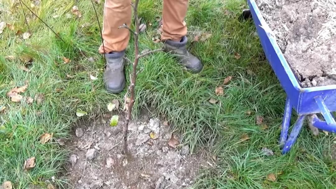 Jaki nawóz pod drzewka owocowe jesienią, aby uniknąć słabych plonów?