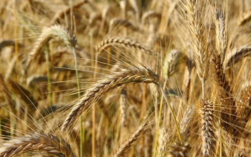 Jaki nawóz jesienią pod pszenżyto, aby uniknąć słabych plonów?