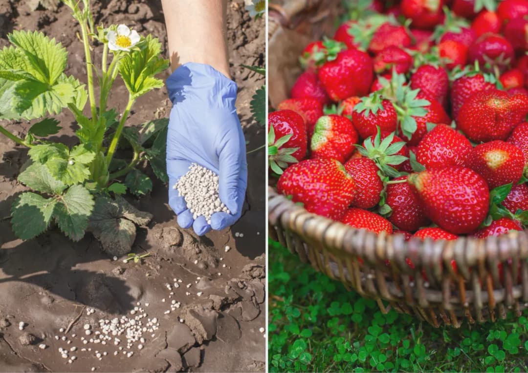 Jaki nawóz pod truskawki? Sprawdź, co zapewni im zdrowy wzrost