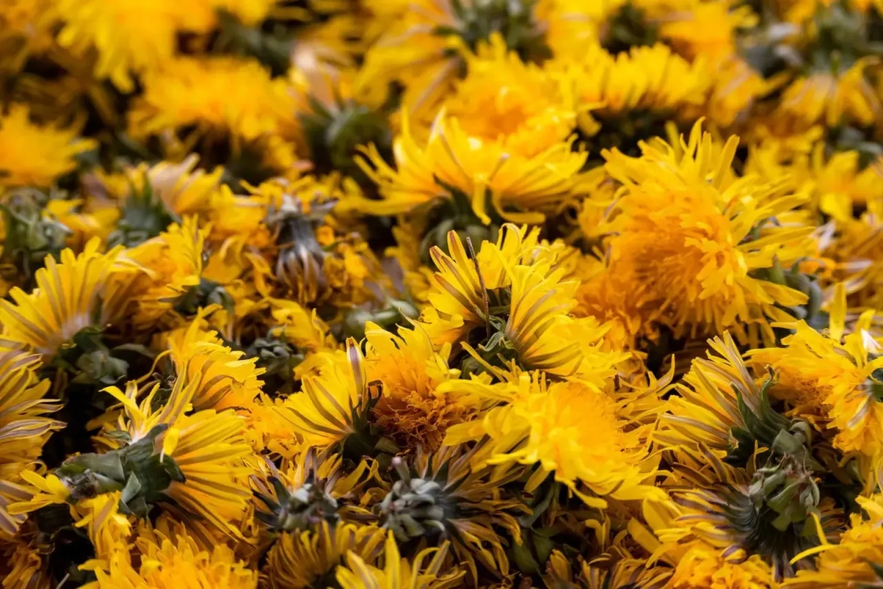 Jak zrobić nawóz z mniszka lekarskiego i zadbać o rośliny naturalnie