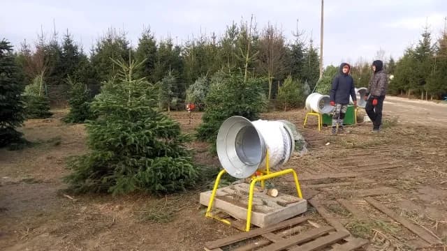 Kiedy sadzić choinkę do gruntu, aby uniknąć przymrozków?