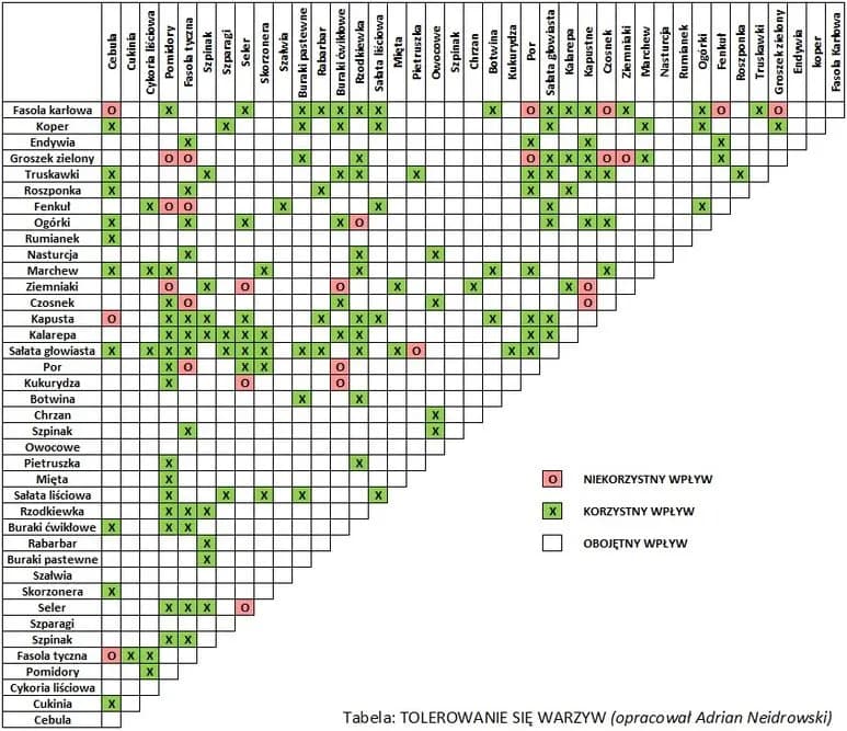 Co sadzić obok ziemniaków, aby uniknąć problemów z plonami?