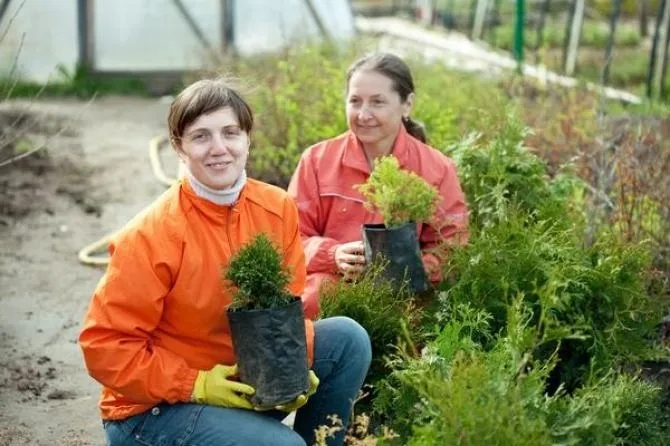 Jak sadzić tuje na żywopłot - unikaj błędów i osiągnij sukces
