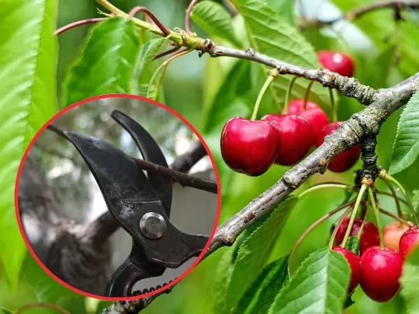 Sezon na czereśnie kiedy? Sprawdź, kiedy najlepiej zbierać czereśnie