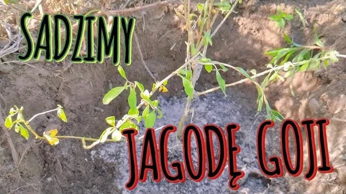 Jak sadzić jagody goji, aby uniknąć najczęstszych błędów?