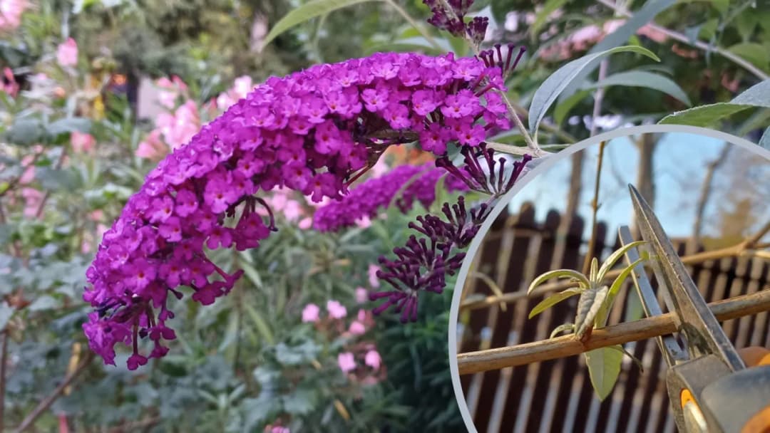 Jaki nawóz do budlei dawida? Odkryj sekrety zdrowego wzrostu