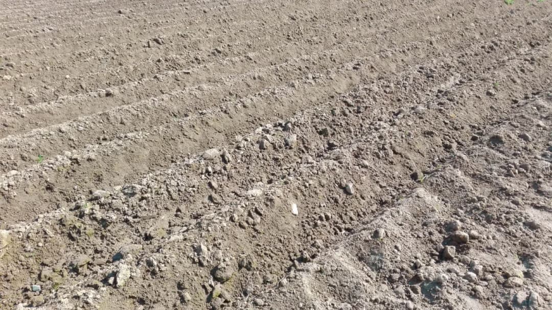 Kiedy sadzić ziemniaki na wczesne, aby uniknąć przymrozków?