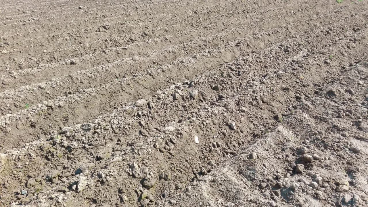 Kiedy sadzić ziemniaki na wczesne, aby uniknąć przymrozków?