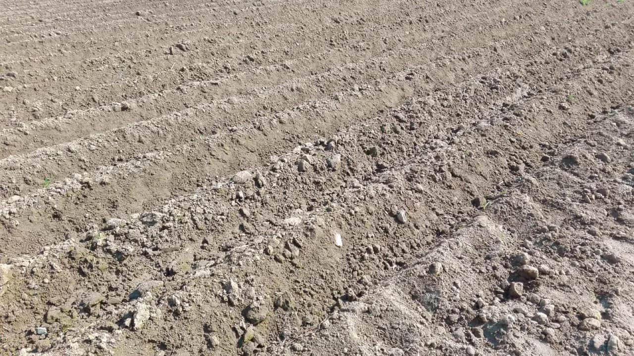 Kiedy sadzić ziemniaki na wczesne, aby uniknąć przymrozków?