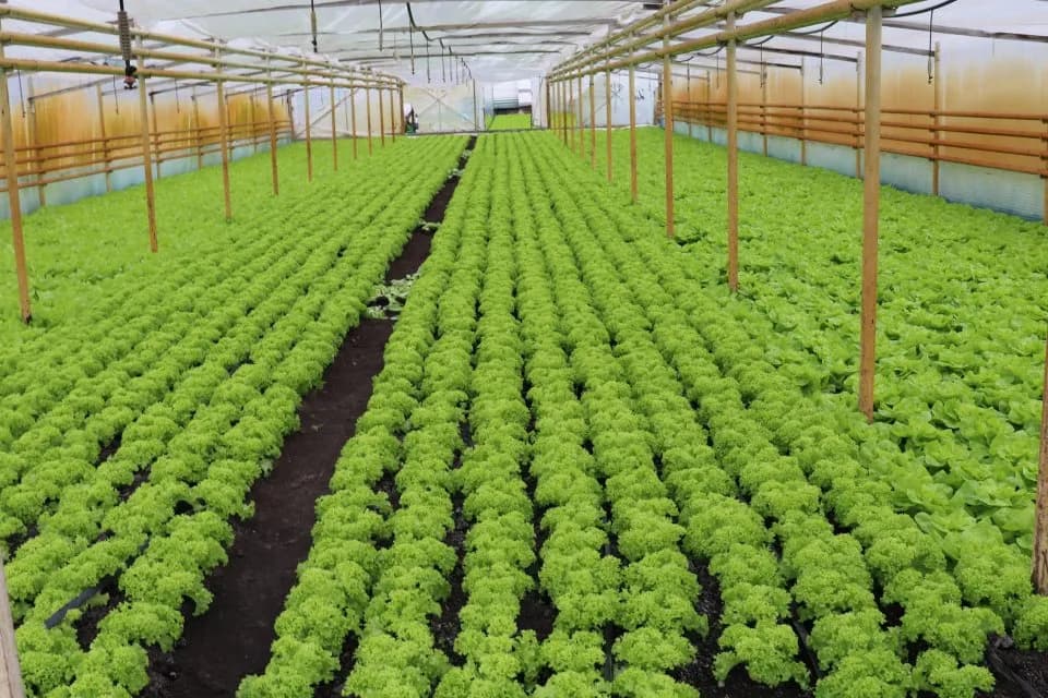 Jak siać sałatę i rzodkiewkę - uniknij najczęstszych błędów w uprawie