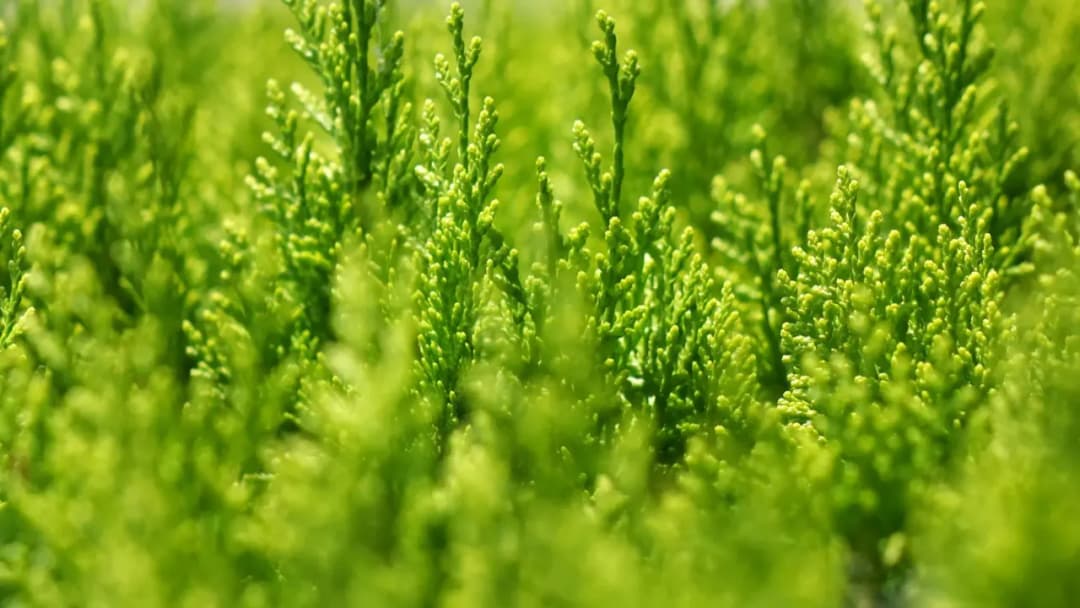 Ile nawozu sypać pod tuje, aby uzyskać zdrowe rośliny?