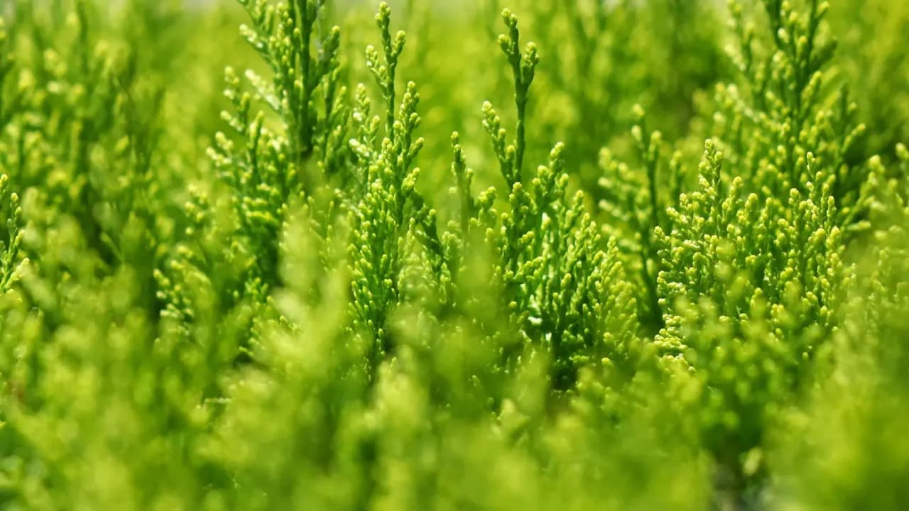 Ile nawozu sypać pod tuje, aby uzyskać zdrowe rośliny?