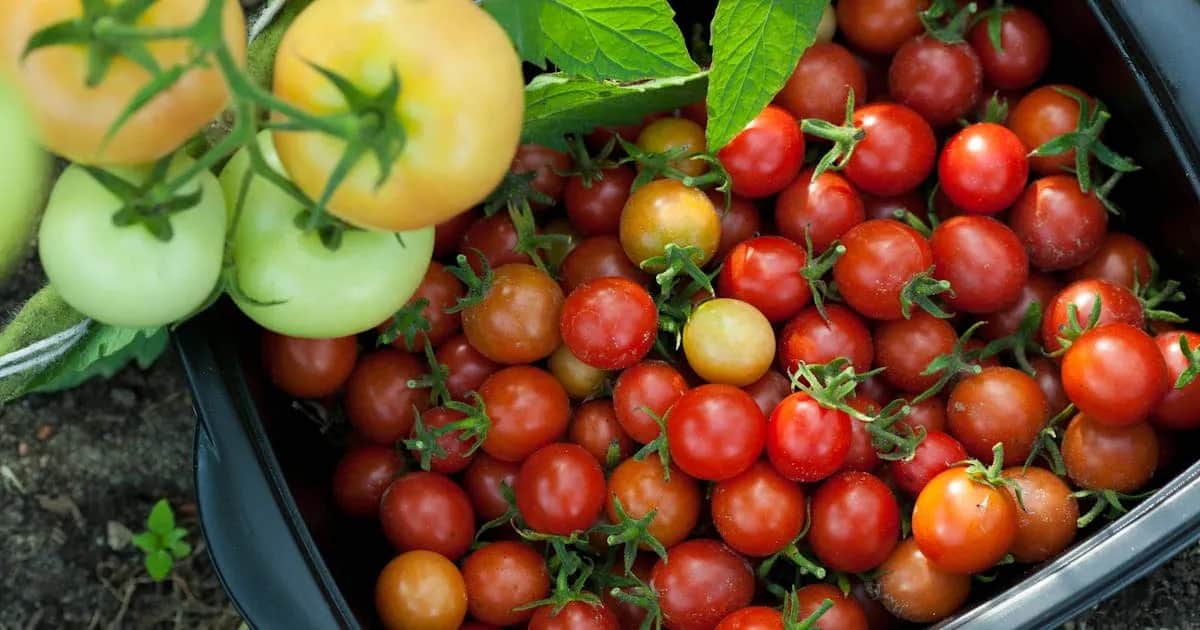 Jak uprawiać pomidorki koktajlowe: proste triki na udane plony