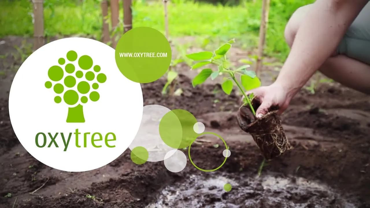 Jak sadzić drzewo tlenowe, aby uniknąć błędów i osiągnąć sukces