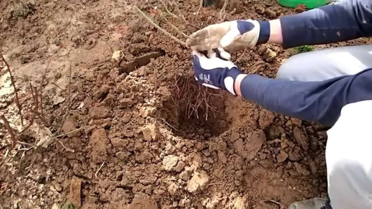 Jak gęsto sadzić róże wielkokwiatowe, aby uniknąć błędów w ogrodzie