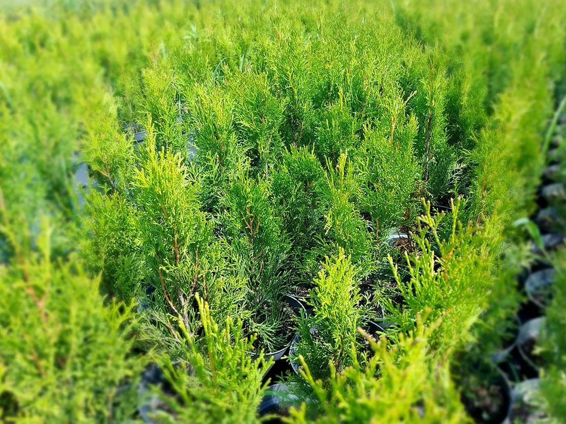 Tuja jak sadzić – uniknij najczęstszych błędów przy sadzeniu