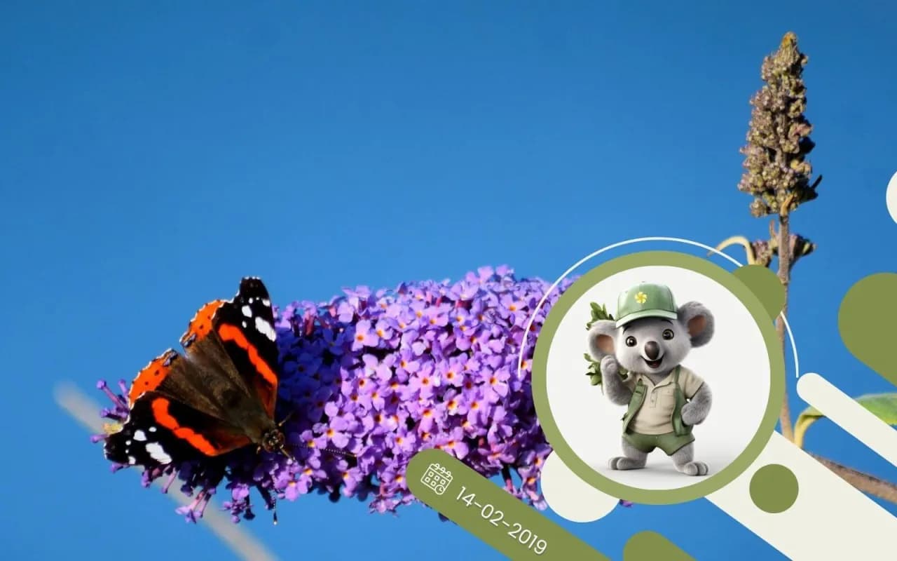 Jak sadzić budleje: proste sposoby na zdrowe kwiaty w ogrodzie