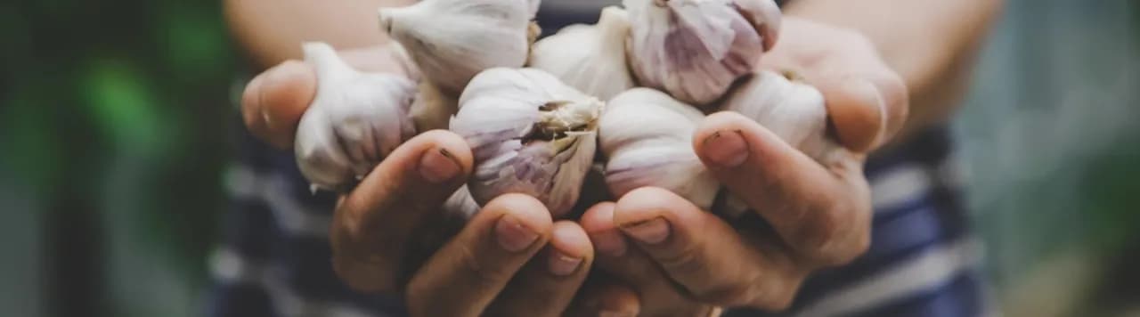 Kiedy siać czosnek, aby uniknąć błędów i uzyskać obfite plony?