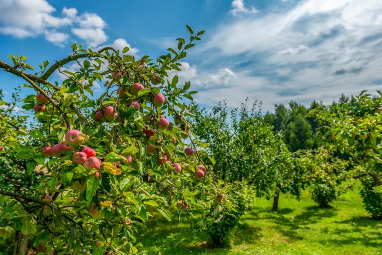Sadzenie drzew owocowych kiedy? Oto idealny czas na sadzenie