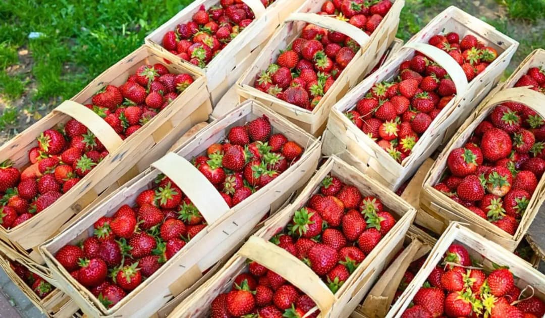 Kiedy sezon na truskawki? Sprawdź, kiedy najlepiej je kupić