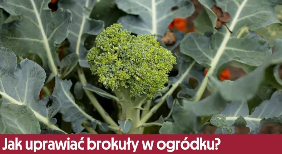 Jak uprawiać brokuły w ogródku – uniknij najczęstszych błędów
