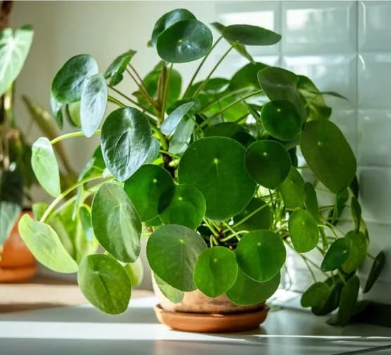 Nawóz z herbaty do jakich kwiatów: odkryj rośliny, które zyskają