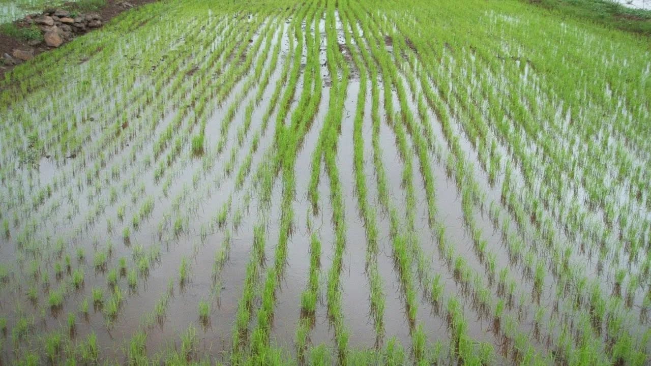Czy w Polsce uprawia się ryż? Fakty o uprawie i wyzwaniach