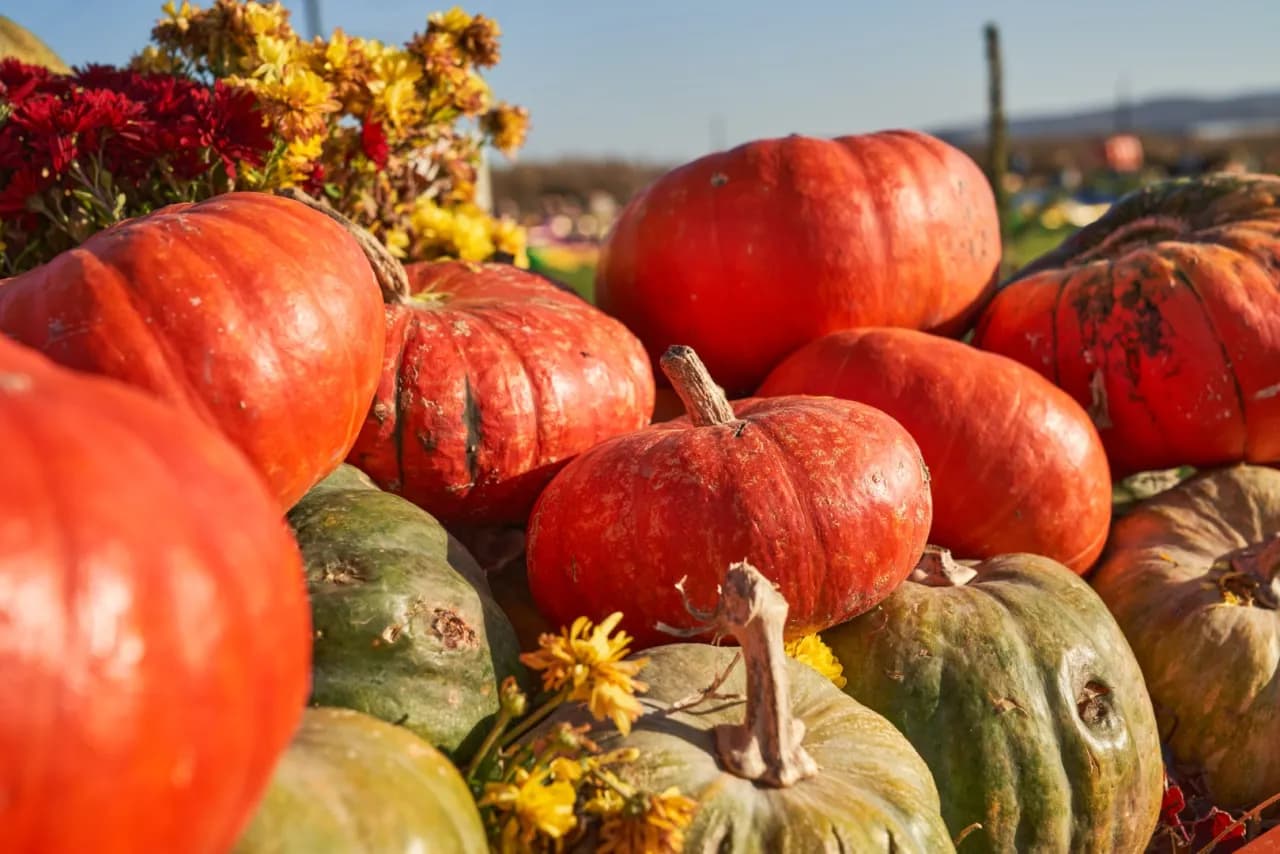 Kiedy sadzi się dynie? Sprawdź, aby uniknąć błędów w siewie