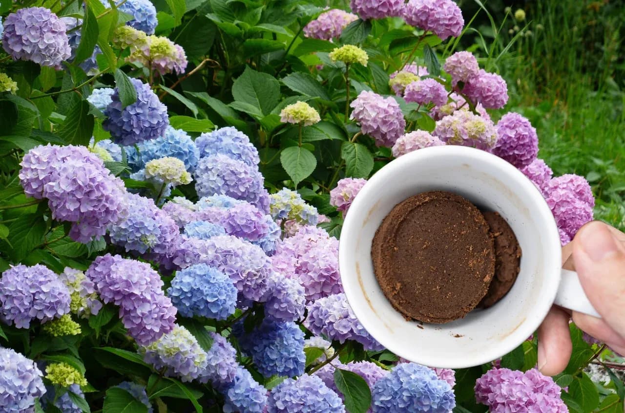 Kiedy sezon na hortensje? Odkryj najlepszy czas na ich kwitnienie