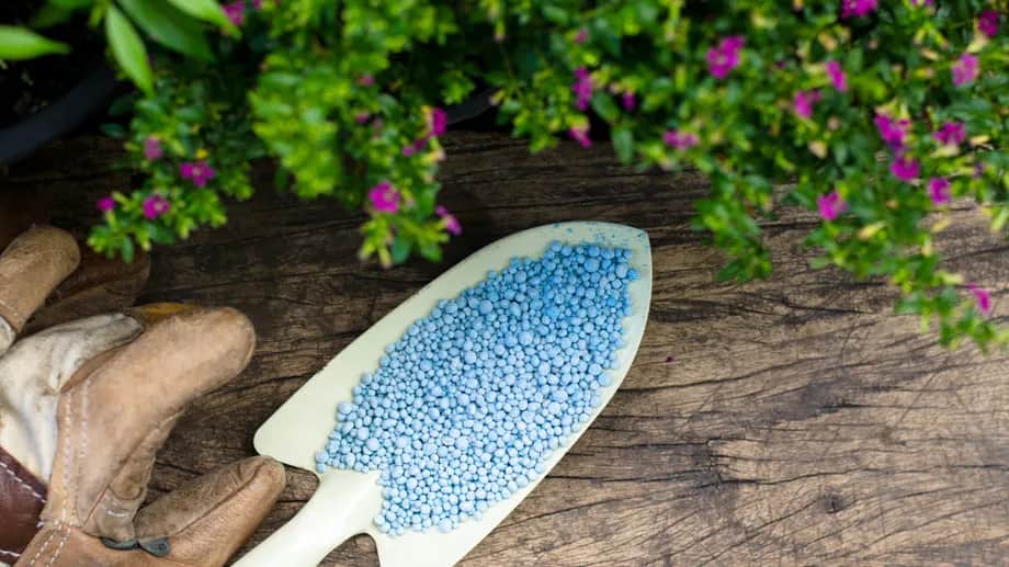 Jaki nawóz na zimę pod warzywa, aby zapewnić zdrowy wzrost?