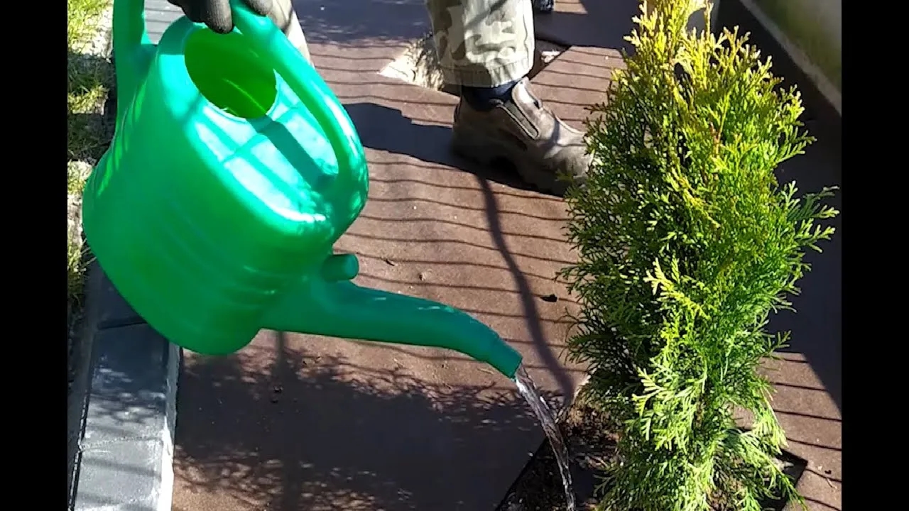 Jak sadzić tuje szmaragd na żywopłot, aby uniknąć najczęstszych błędów