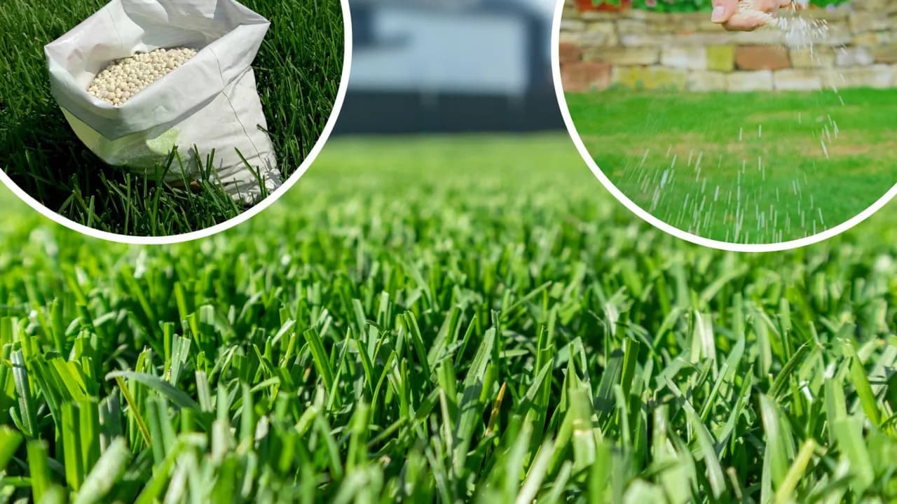 Kiedy sadzić trawę, aby uniknąć błędów i cieszyć się pięknym trawnikiem