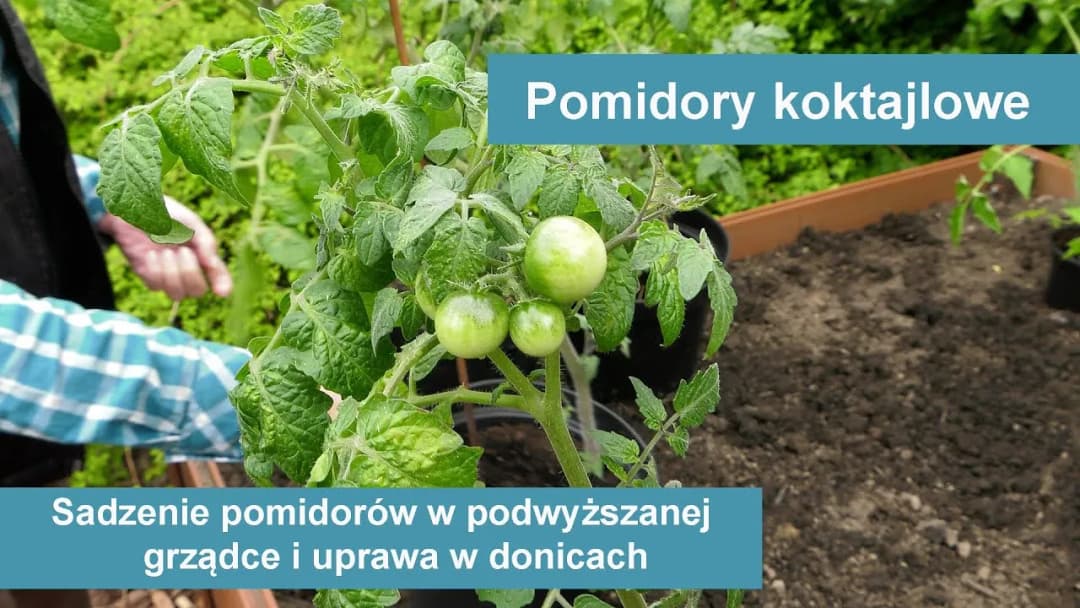 Jak uprawiać pomidory koktajlowe w doniczce, aby uniknąć błędów