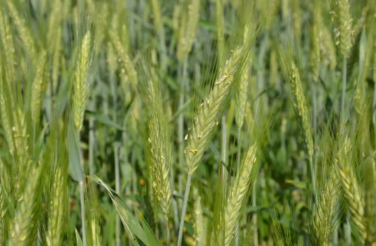 Ile razy można siać pszenżyto po pszenżycie, aby uniknąć problemów?