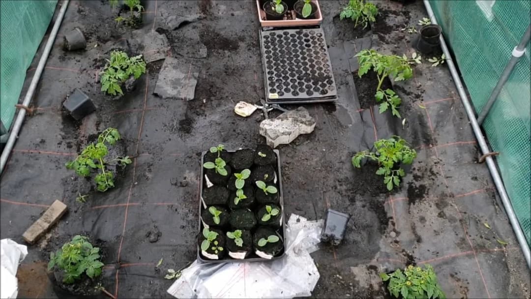 Jak sadzić pomidory w tunelu foliowym, aby uniknąć najczęstszych błędów