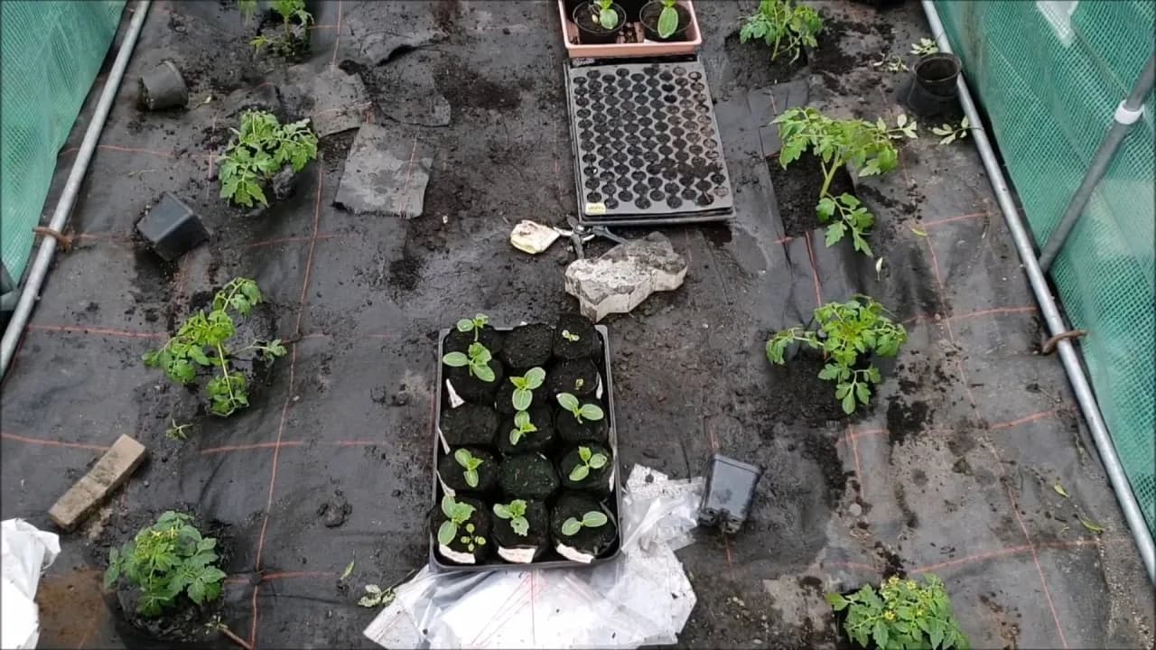 Jak sadzić pomidory w tunelu foliowym, aby uniknąć najczęstszych błędów