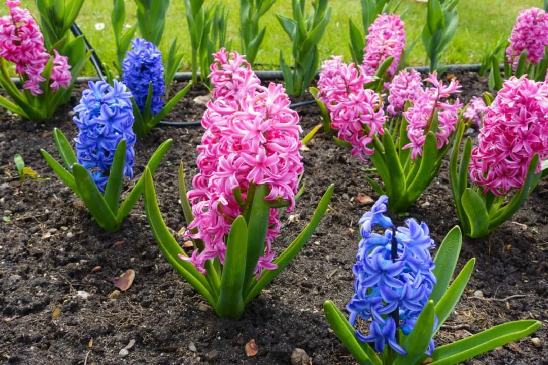 Kiedy sadzić hiacynty, aby uniknąć błędów i zapewnić ich kwitnienie