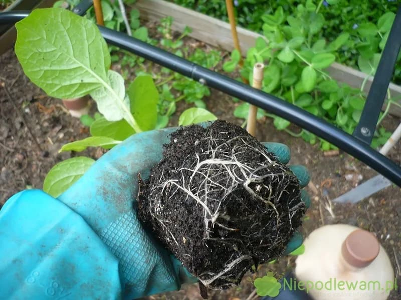 Bakłażan kiedy siać: uniknij błędów i zapewnij udany plon