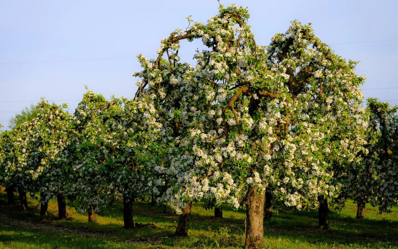 Ile metrów od granicy można sadzić drzewa iglaste, aby uniknąć sporów?