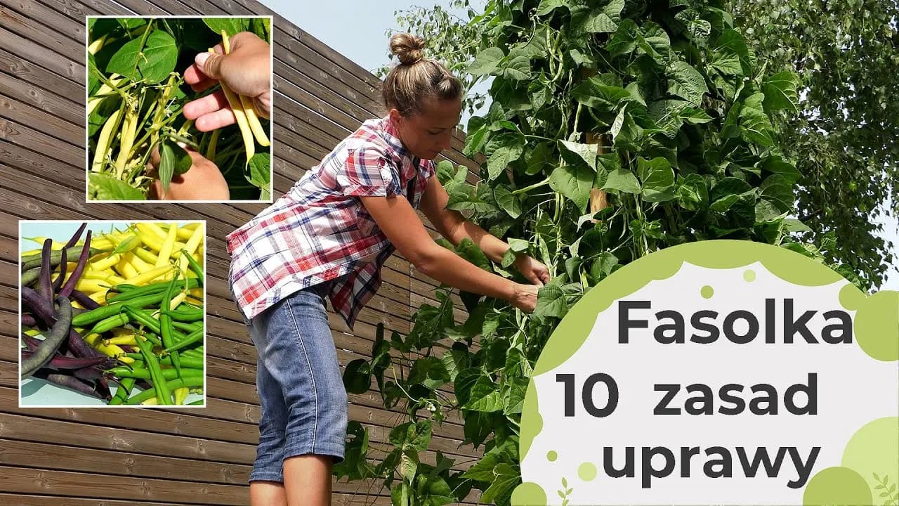 Jak uprawiać fasolkę szparagową - unikaj najczęstszych błędów