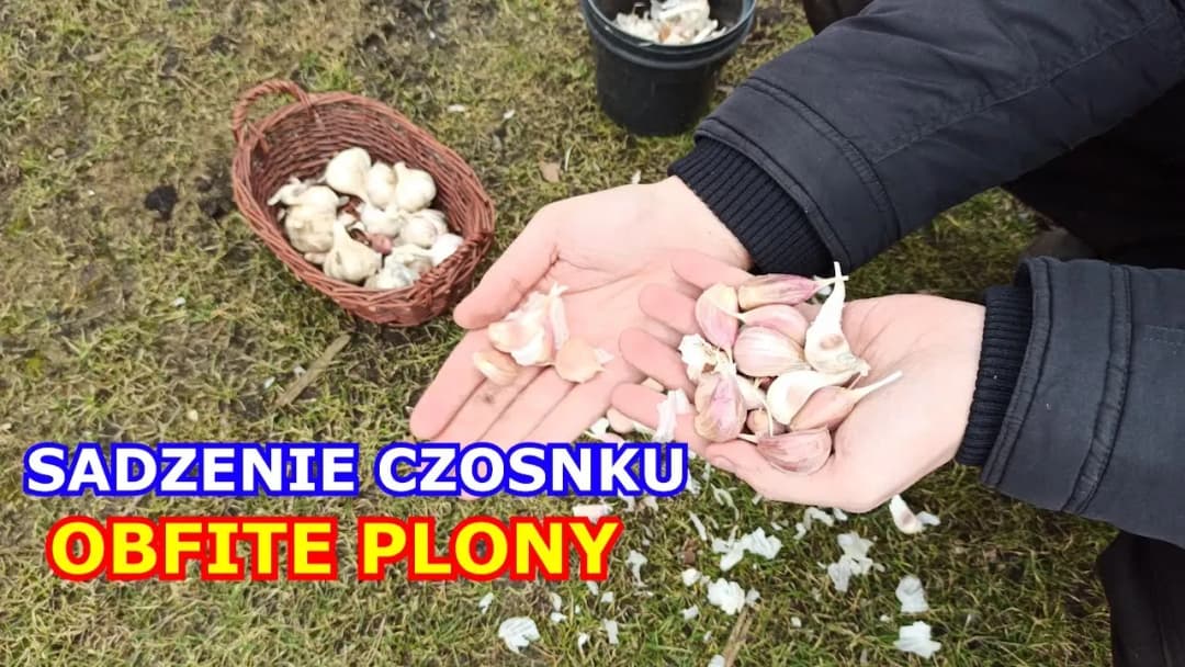 Jak się sadzi czosnek – najlepsze metody i najczęstsze błędy